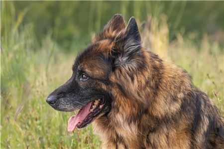 Wird in Norden ein Hund gequält?