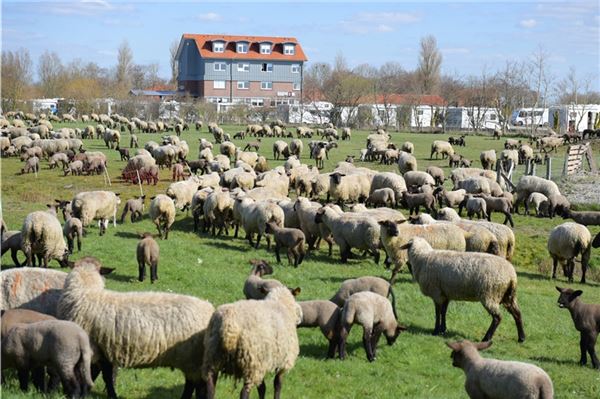 Zunächst wurden die Schafe in einen eingezäunten Bereich gelassen, damit sie ihre Lämmer finden können.