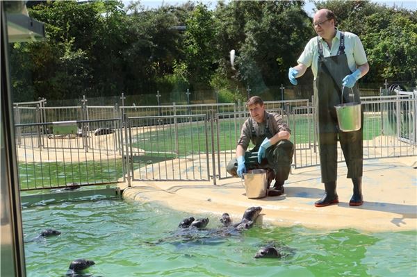 Zusammen mit Cheftierpfleger Tim Fetting hat Umweltminister Christian Meyer die Seehunde gefüttert. Fotos: Irmi Hartmann